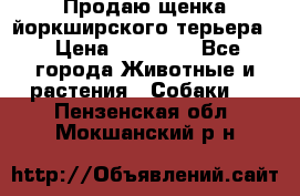 Продаю щенка йоркширского терьера  › Цена ­ 20 000 - Все города Животные и растения » Собаки   . Пензенская обл.,Мокшанский р-н